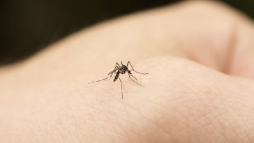 perché le zanzare pungono