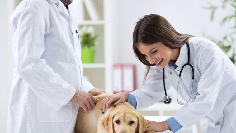 andare dal veterinario