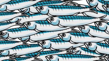 perche si chiamano sardine